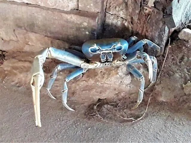 Caranguejo Guaiamum